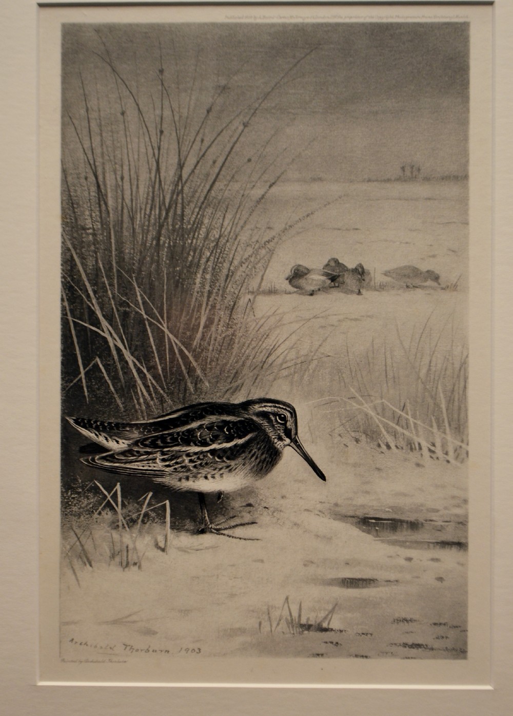 Jack Snipe,  Photogravure engraving after Archibold Thornburn View III