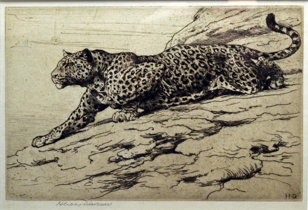 An antique monochrome etching depicted on cream paper showing a leopard crouched on a rocky hillside, signed lower left by Herbert Dicksee.