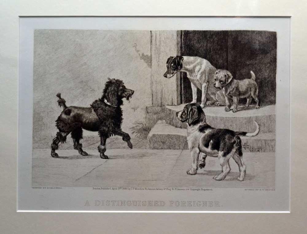 Pair of 19th century etchings. Poodle and Jack Russell