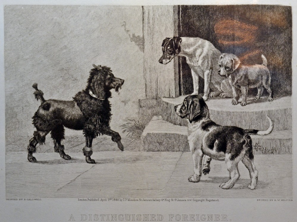 Pair of 19th century etchings. Poodle and Jack Russell View III