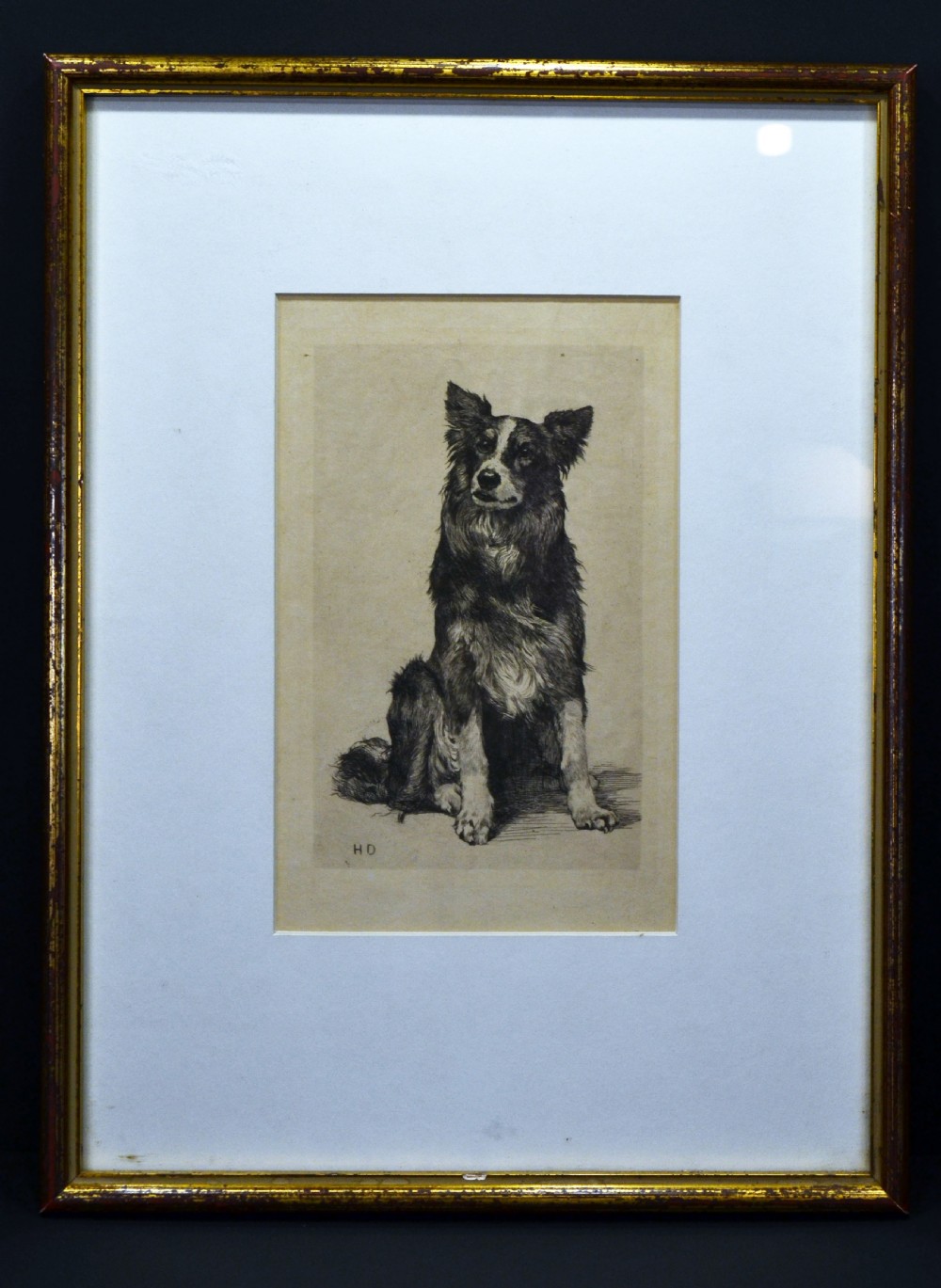 original etching by Herbert Dicksee of a Border Collie View II