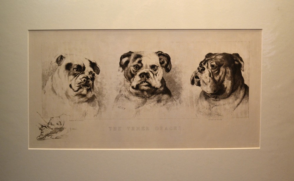 Original drypoint etching od 3 Bulldogs titled Three Graces. 