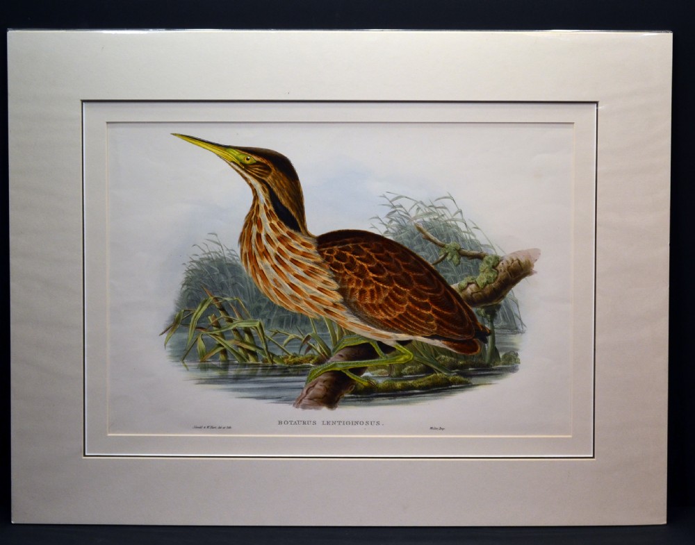 Hand coloured lithograph, American Bittern by Gould and Hart