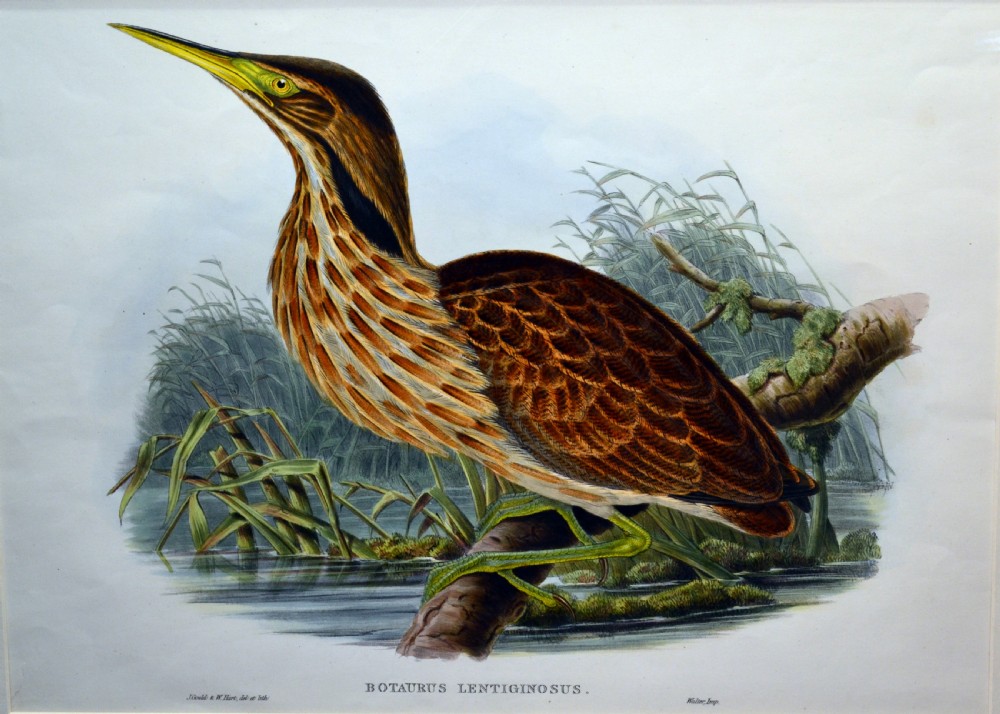 Hand coloured lithograph, American Bittern by Gould and Hart View II