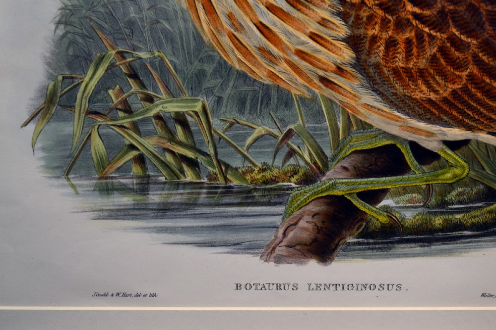 Hand coloured lithograph, American Bittern by Gould and Hart View III
