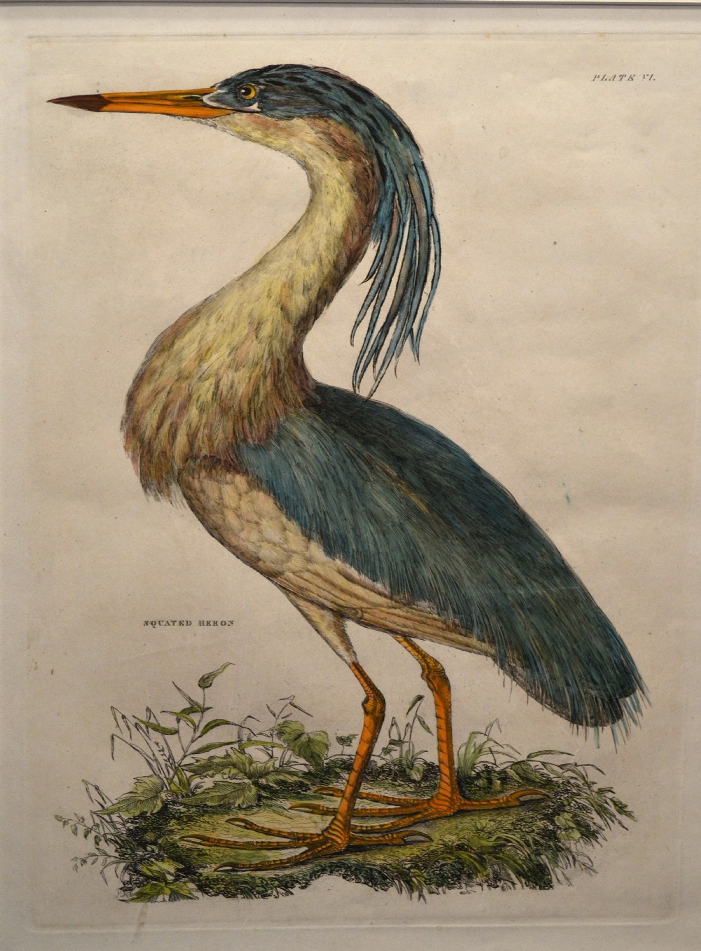 Hand coloured engraving, ' Squatted Heron ' by John Selby.