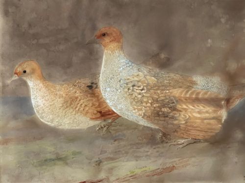 fine 19th century watercolour study of a pair of grey partridges - CATEGORY: ANTIQUE ART - DATED 19TH CENTURY