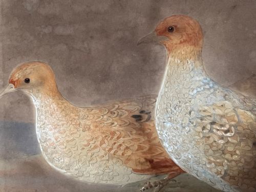 FINE 19TH CENTURY WATERCOLOUR STUDY OF A PAIR OF GREY PARTRIDGES - ADDITIONAL PHOTO 1