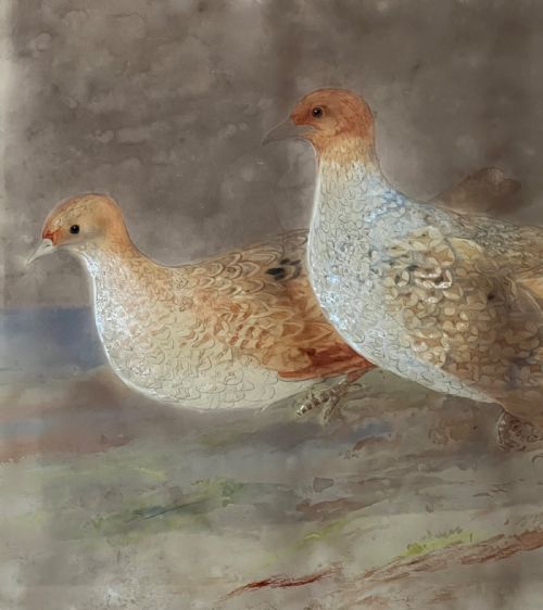 FINE 19TH CENTURY WATERCOLOUR STUDY OF A PAIR OF GREY PARTRIDGES - ADDITIONAL PHOTO 2