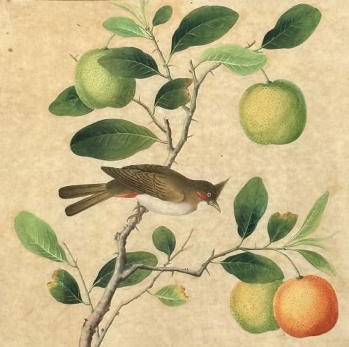 LARGE AND EXQUISITE 18TH CENTURY GOUACHE PAINTING ON PITH PAPER