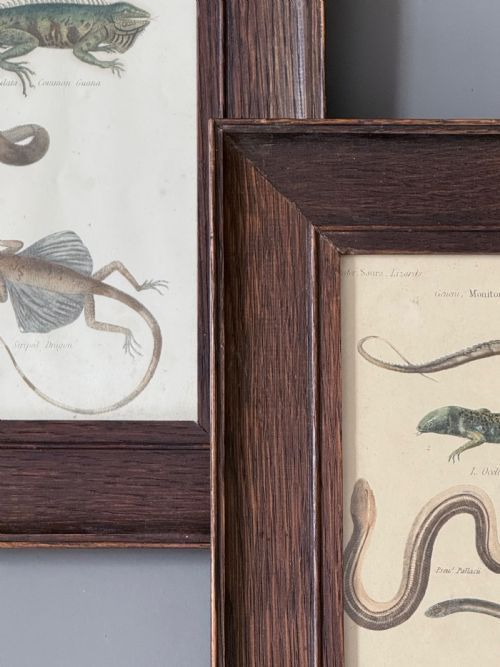 fig 1. A pair of early 19th-century natural history engravings displaying illustrations of reptiles and amphibians, framed in deep dark wooden frames.