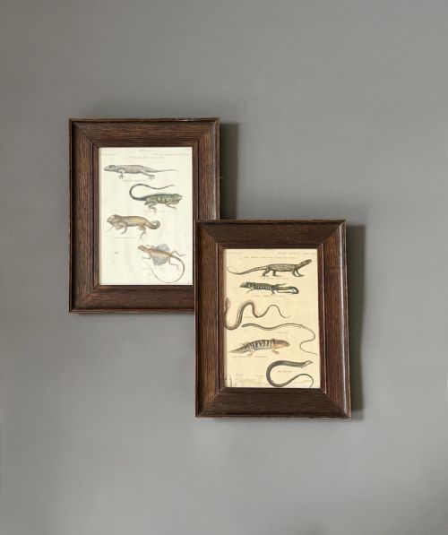 Pair of Early 19th Century  Coloured Reptile  Engravings - By William Bird Md Fls