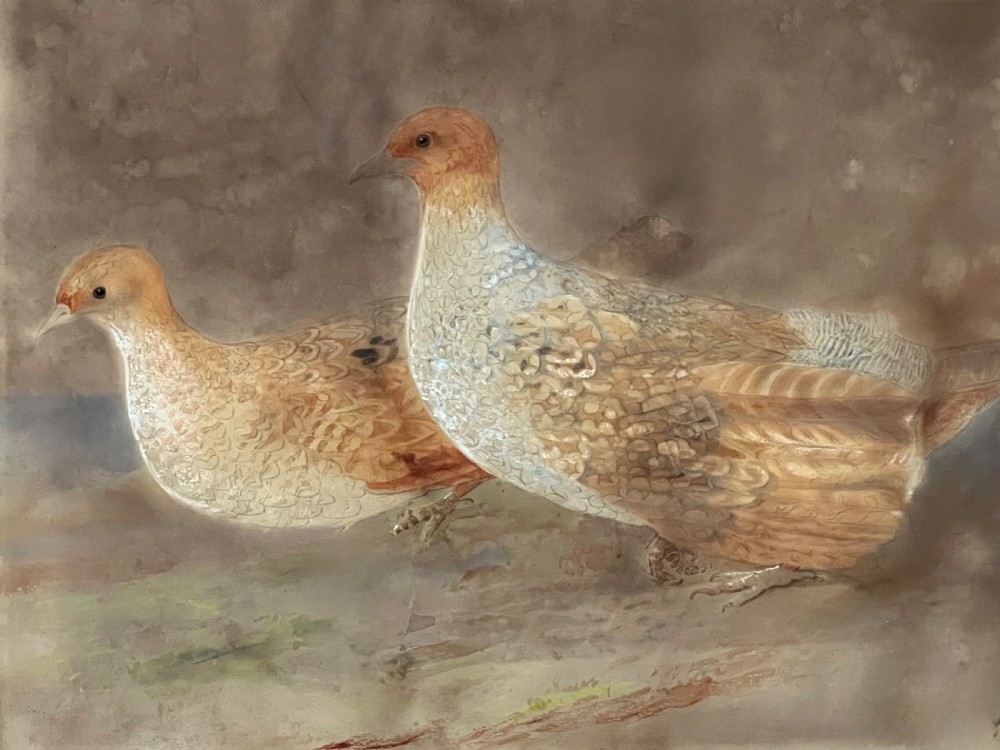 FINE 19TH CENTURY WATERCOLOUR STUDY OF A PAIR OF GREY PARTRIDGES.