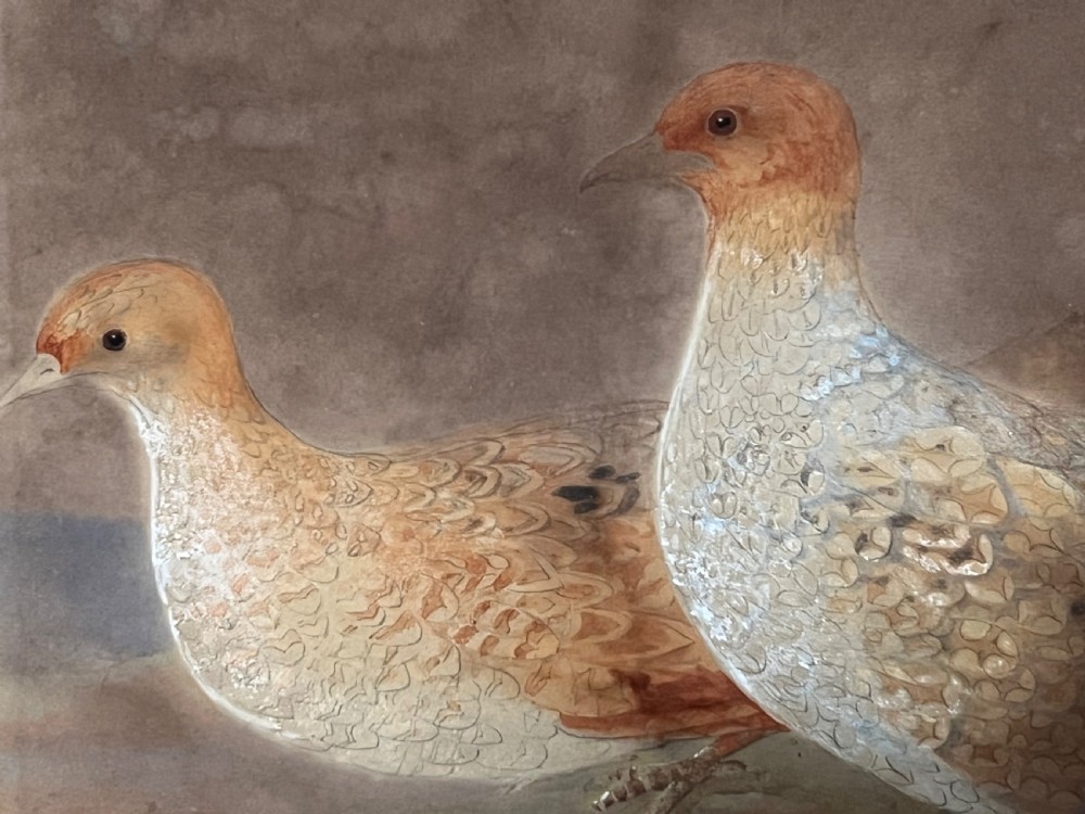 FINE 19TH CENTURY WATERCOLOUR STUDY OF A PAIR OF GREY PARTRIDGES. View II