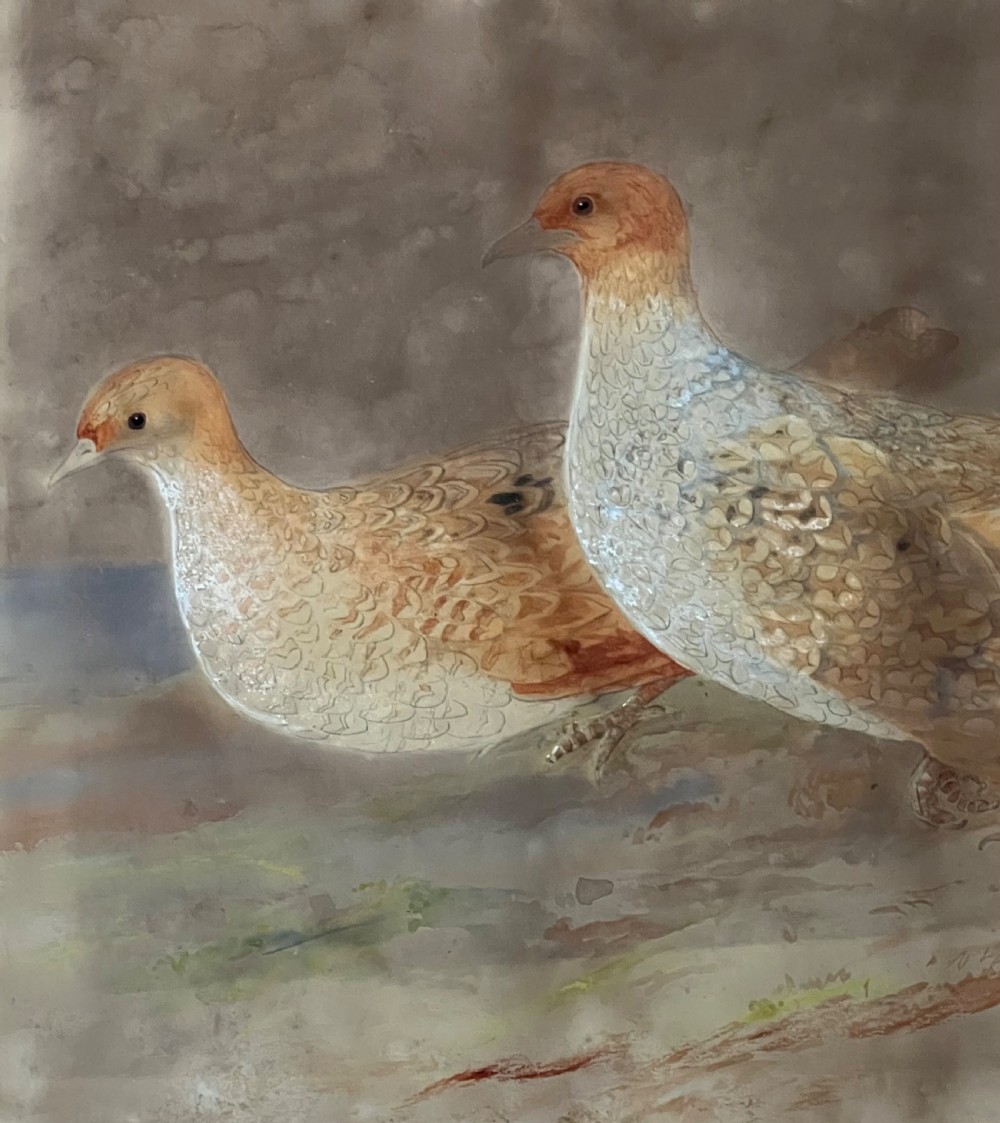FINE 19TH CENTURY WATERCOLOUR STUDY OF A PAIR OF GREY PARTRIDGES. View III