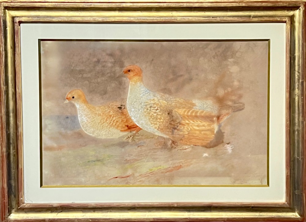 FINE 19TH CENTURY WATERCOLOUR STUDY OF A PAIR OF GREY PARTRIDGES. View IV