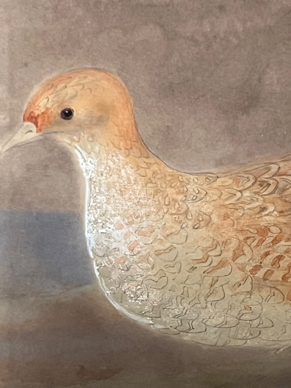 FINE 19TH CENTURY WATERCOLOUR STUDY OF A PAIR OF GREY PARTRIDGES. View V