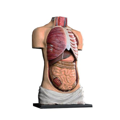 Early 20th Century Anatomical Torso