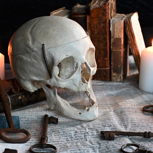 fig 1. An articulated anatomical human skull specimen featuring a cut calvaria connected with metal wire and spring hinges.