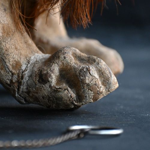 fig 1. A nineteenth-century papier-mache French bulldog automaton toy with glass eyes, a fur collar, and small wheels under its paws.