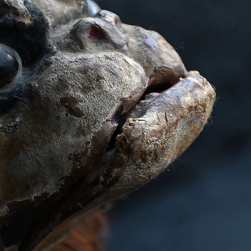 fig 2. A nineteenth-century papier-mache French bulldog automaton toy with glass eyes, a fur collar, and small wheels under its paws.