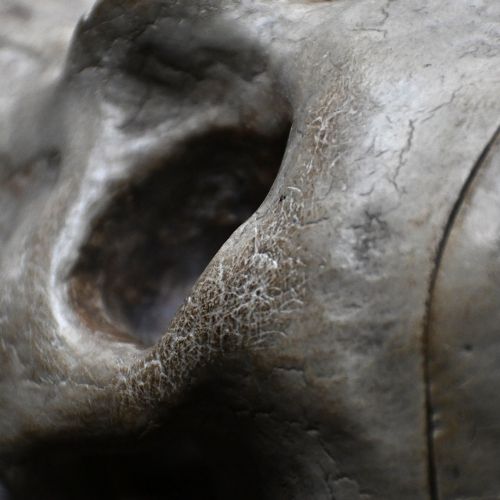 fig 2. A hand-carved wooden skull sculpture displaying carved teeth and eye sockets with an aged brown patina.