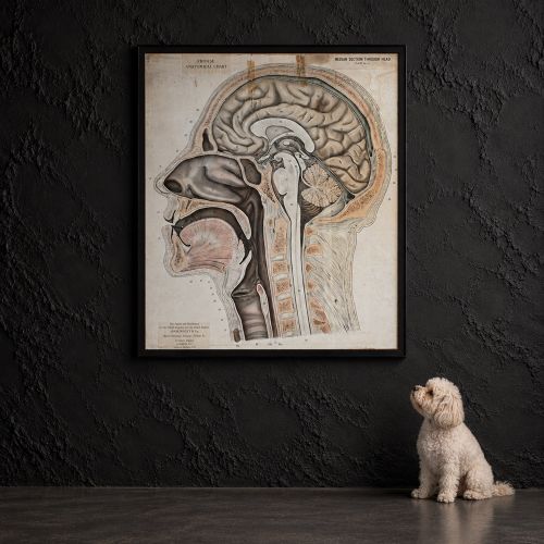 fig 1. A framed early twentieth-century anatomical illustration depicting a cross-section of the human head with numbered scientific labels.