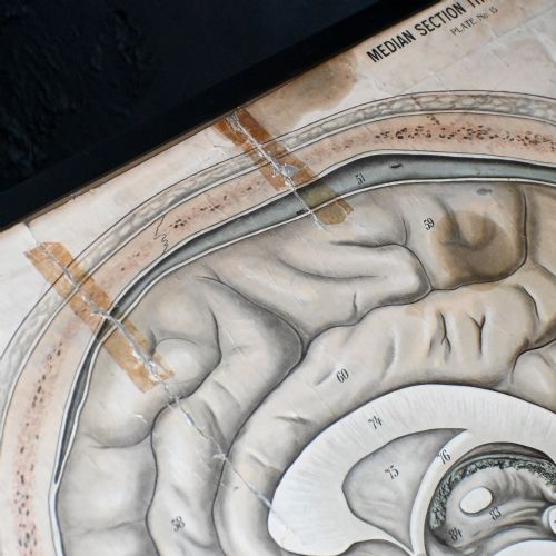 fig 3. A framed early twentieth-century anatomical illustration depicting a cross-section of the human head with numbered scientific labels.
