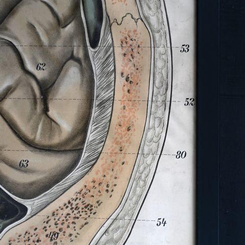 fig 6. A framed early twentieth-century anatomical illustration depicting a cross-section of the human head with numbered scientific labels.
