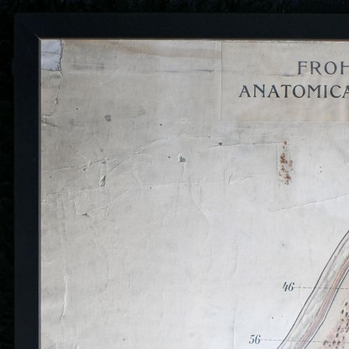 fig 7. A framed early twentieth-century anatomical illustration depicting a cross-section of the human head with numbered scientific labels.