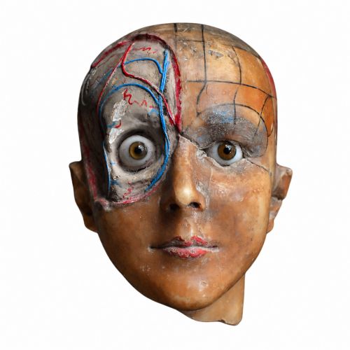 Early 20th Century Wax Anatomical Medical Model