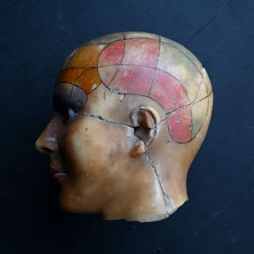 fig 4. An early 20th-century wax anatomical head model featuring a painted phrenological grid on one side and exposed cranial and ocular structures with glass eyes on the other.