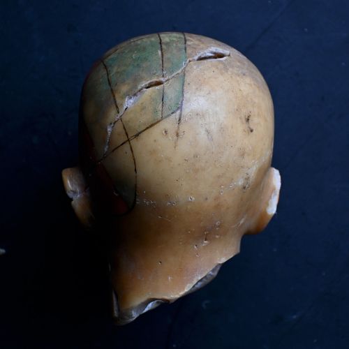 fig 5. An early 20th-century wax anatomical head model featuring a painted phrenological grid on one side and exposed cranial and ocular structures with glass eyes on the other.