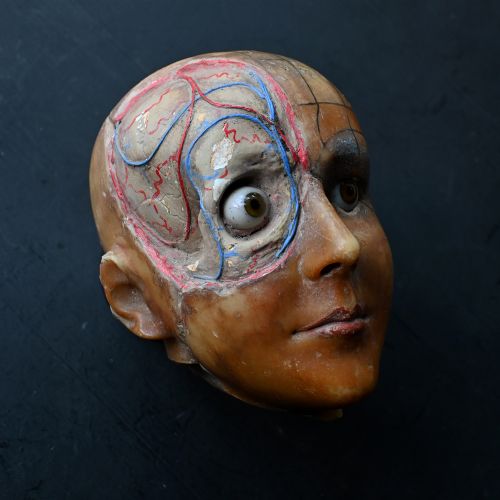 fig 8. An early 20th-century wax anatomical head model featuring a painted phrenological grid on one side and exposed cranial and ocular structures with glass eyes on the other.