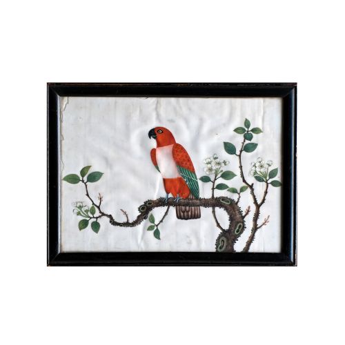 19th Century Pith Painting of Parrot