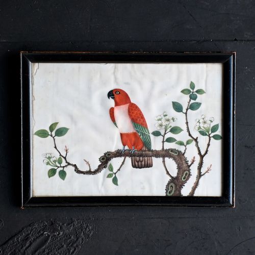 fig 2. A nineteenth-century Chinese pith paper painting displaying a red and white parrot perched on a flowering branch inside a black frame.