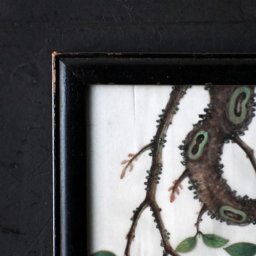 fig 3. A nineteenth-century Chinese pith paper painting displaying a red and white parrot perched on a flowering branch inside a black frame.