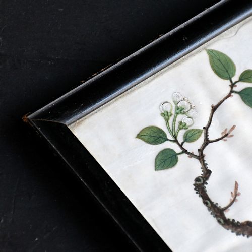 fig 4. A nineteenth-century Chinese pith paper painting displaying a red and white parrot perched on a flowering branch inside a black frame.