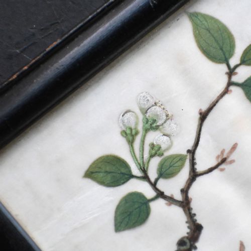 fig 9. A nineteenth-century Chinese pith paper painting displaying a red and white parrot perched on a flowering branch inside a black frame.