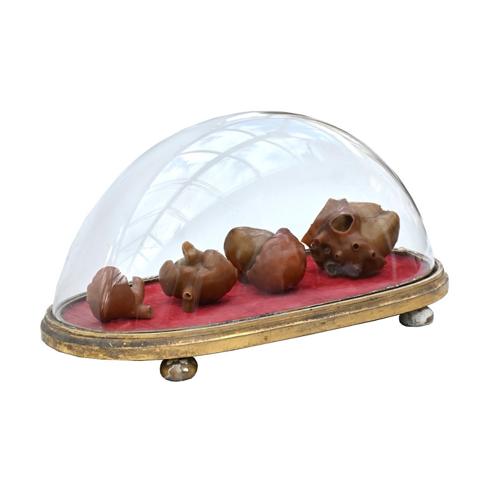 19th Century medical human heart forms