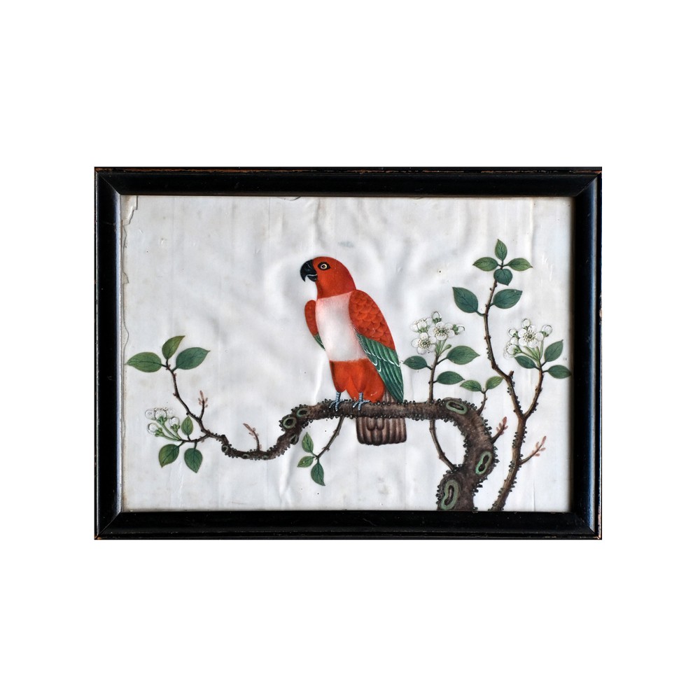 A nineteenth-century Chinese pith paper painting displaying a red and white parrot perched on a flowering branch inside a black frame.