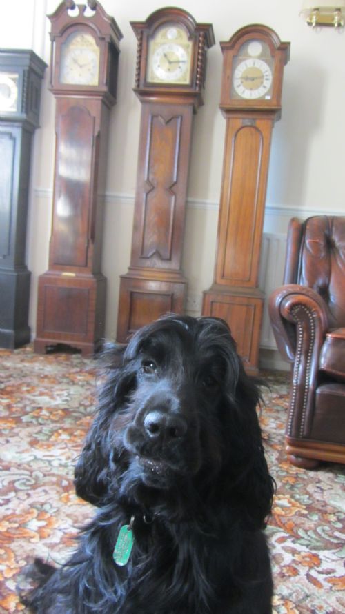 fig 1. BARLEY TWIST OAK CASED GRANDMOTHER CLOCK