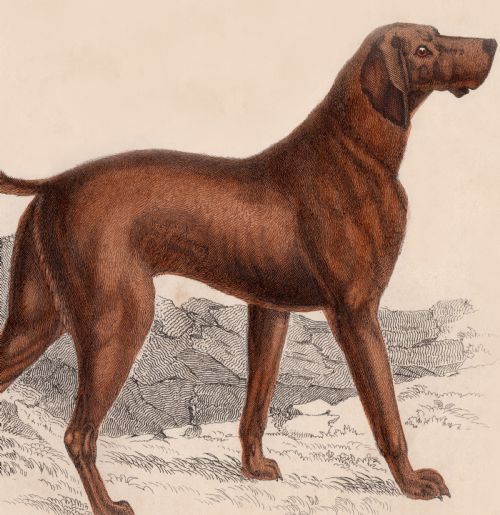 19TH CENTURY FRAMED DOG ENGRAVING PICTURES - ADDITIONAL PHOTO 5