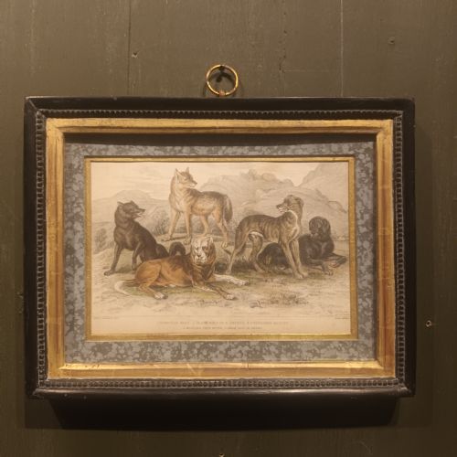 19TH CENTURY FRAMED DOG ENGRAVING PICTURES - ADDITIONAL PHOTO 1