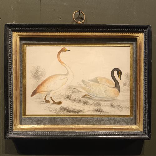 19th century framed swan engraving - CATEGORY: ANTIQUE ART - DATED 1890