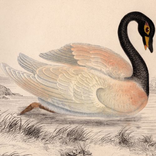 19TH CENTURY FRAMED SWAN ENGRAVING - ADDITIONAL PHOTO 2