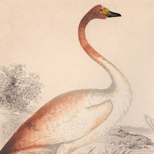 19TH CENTURY FRAMED SWAN ENGRAVING - ADDITIONAL PHOTO 3