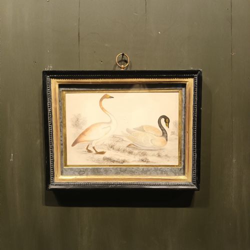 19TH CENTURY FRAMED SWAN ENGRAVING - ADDITIONAL PHOTO 1