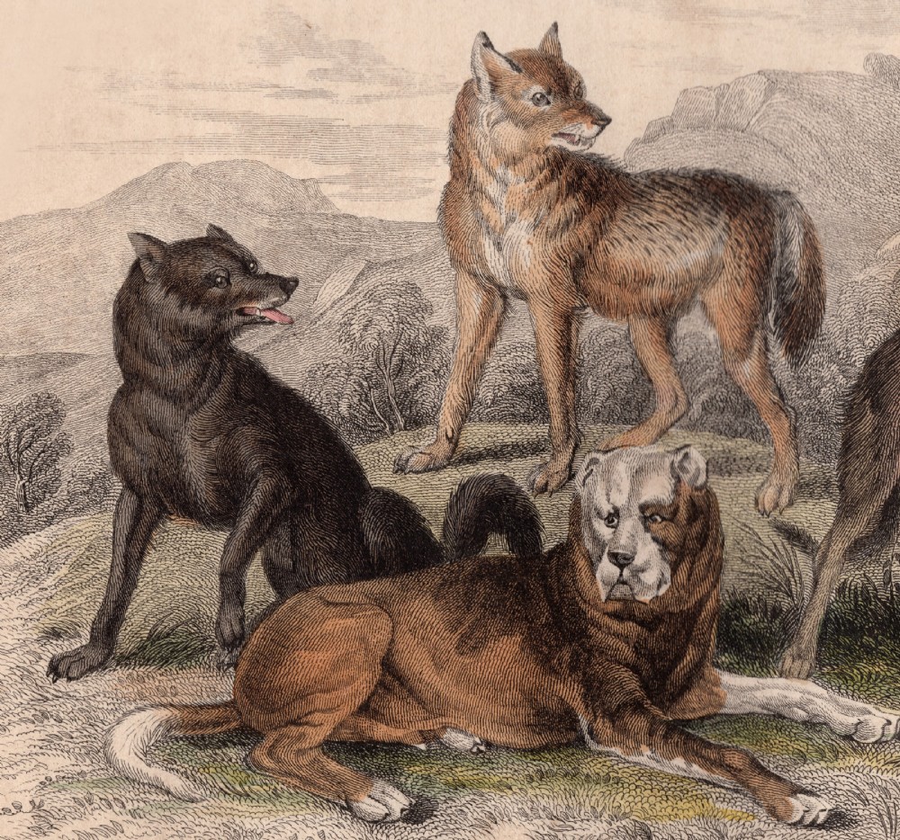 A set of three 19th-century dog engravings in ebonised frames with gilt inner borders and top hanging rings. View V