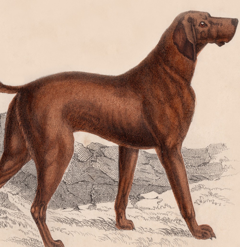 A set of three 19th-century dog engravings in ebonised frames with gilt inner borders and top hanging rings. View VI